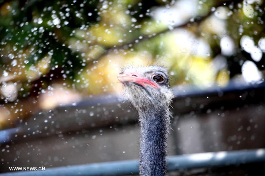 An ostrich is given a water shower in the Caocao Park in Bozhou, east China's Anhui Province, July 3, 2013. (Xinhua/Liu Qinli)