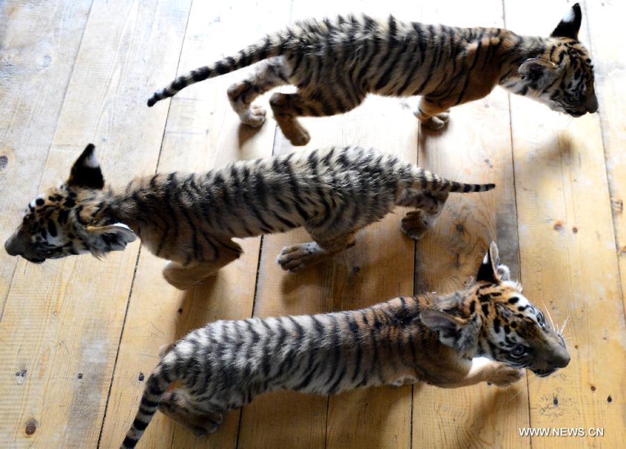 South China tiger cubs play at the Wangcheng Park in Luoyang, central China's Henan Province, July 2, 2013. A female south China tiger in the park gave birth to three cubs on March 21, 2013. (Xinhua/Gao Shanyue)