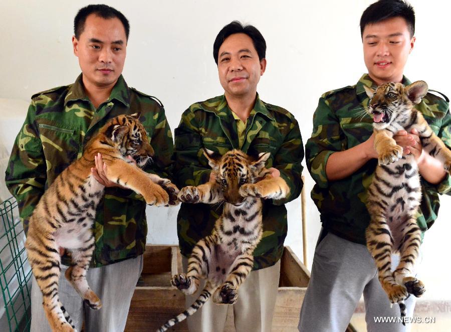 Breeders show south China tiger cubs to visitors at the Wangcheng Park in Luoyang, central China's Henan Province, July 2, 2013. A female south China tiger in the park gave birth to three cubs on March 21, 2013. (Xinhua/Gao Shanyue)