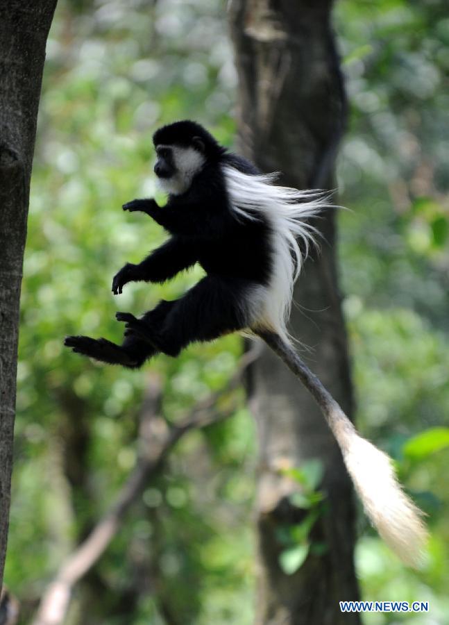A black-and-white colobus jumps in trees at Chimelong Safari Park in Guangzhou, capital of south China's Guangdong Province, July 5, 2013. 20 of the endangered species, which is native to Africa, arrived at their new home at the park Friday. (Xinhua/Liu Dawei) 