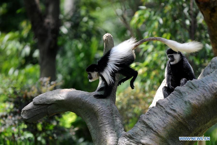 Two black-and-white colobuses are seen at Chimelong Safari Park in Guangzhou, capital of south China's Guangdong Province, July 5, 2013. 20 of the endangered species, which is native to Africa, arrived at their new home at the park Friday. (Xinhua/Liu Dawei) 