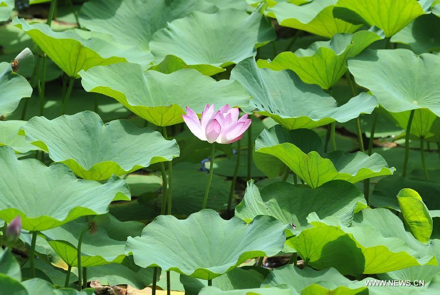 Photo taken on July 6, 2013 shows a lotus flower at a lotus pond at the Zhongshan Park in Yinchuan, capital of northwest China's Ningxia Hui Autonomous Region. (Xinhua/Peng Zhaozhi)