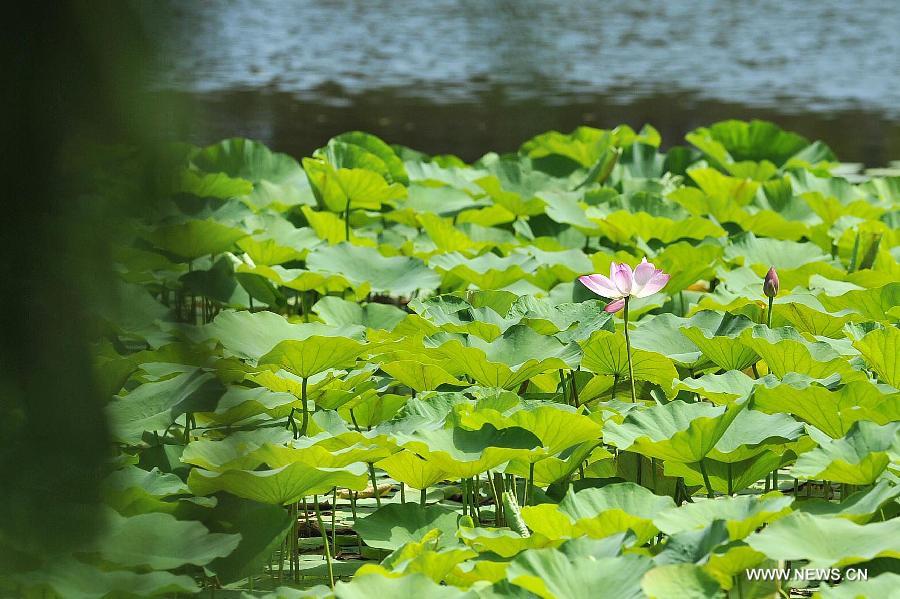 Photo taken on July 6, 2013 shows a lotus flower at a lotus pond at the Zhongshan Park in Yinchuan, capital of northwest China's Ningxia Hui Autonomous Region. (Xinhua/Peng Zhaozhi) 