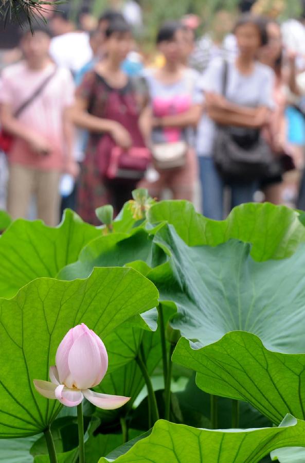 Visitors view lotus flowers at the Humble Administrator's Garden in Suzhou City, east China's Jiangsu Province, July 7, 2013. (Xinhua/Hang Xingwei)