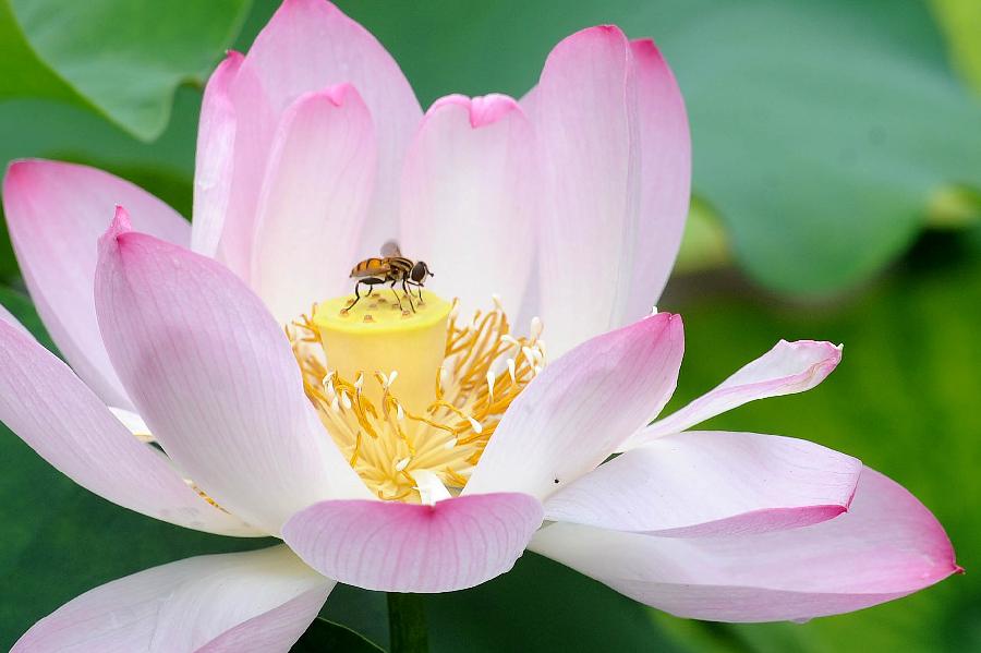 A bee is seen on a lotus flower at the Humble Administrator's Garden in Suzhou City, east China's Jiangsu Province, July 7, 2013. (Xinhua/Hang Xingwei)