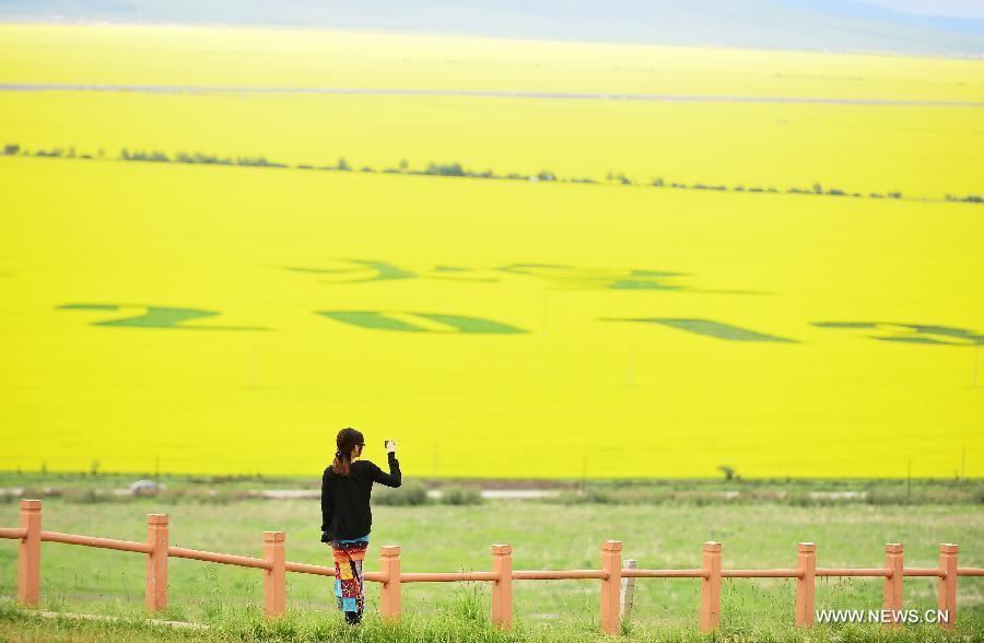 A visitor takes pictures of rape flowers in Menyuan Hui Autonomous County, northwest China's Qinghai Province, on July 9, 2013. More than 500,000 mu (about 33,000 hectares) of rape flowers blossomed since July and attracted many tourists here. (Xinhua/Wu Gang)