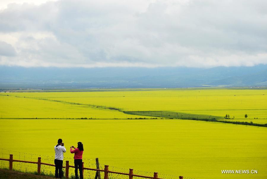 Two visitors take pictures of rape flowers in Menyuan Hui Autonomous County, northwest China's Qinghai Province, on July 9, 2013. More than 500,000 mu (about 33,000 hectares) of rape flowers blossomed since July and attracted many tourists there. (Xinhua/Wu Gang) 