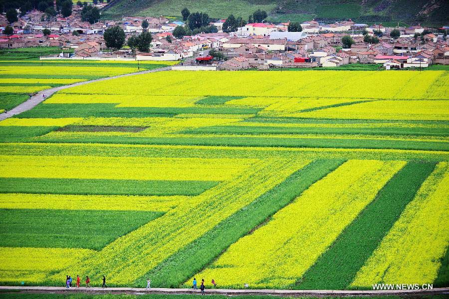 Visitors walk by rape flowers in Menyuan Hui Autonomous County, northwest China's Qinghai Province, on July 9, 2013. More than 500,000 mu (about 33,000 hectares) of rape flowers blossomed since July and attracted many tourists there. (Xinhua/Wu Gang) 