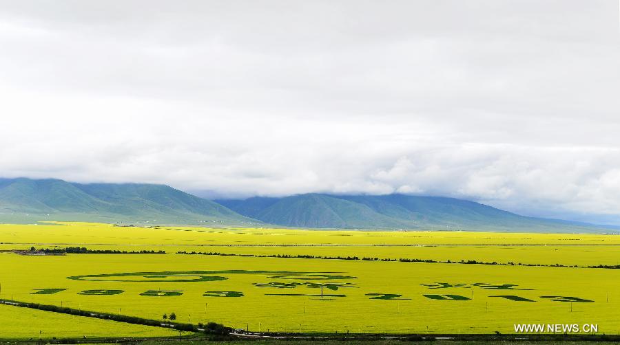Photo taken on July 9, 2013 shows the scenery of rape flowers in Menyuan Hui Autonomous County, northwest China's Qinghai Province. More than 500,000 mu (about 33,000 hectares) of rape flowers blossomed since July and attracted many tourists here. (Xinhua/Wu Gang)
