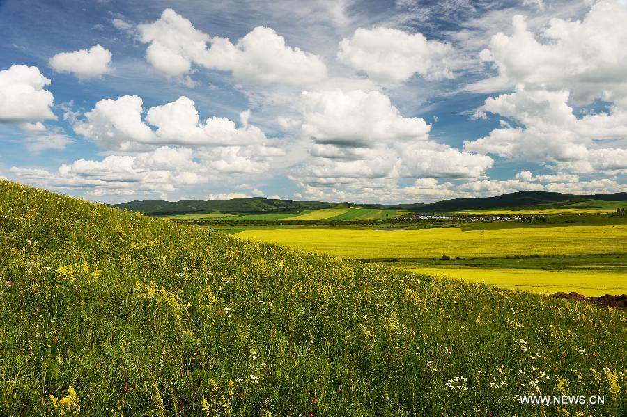 Photo taken on July 9, 2013 shows a view of the Hulunbeier grassland in north China's Inner Mongolia Autonomous Region. (Xinhua)