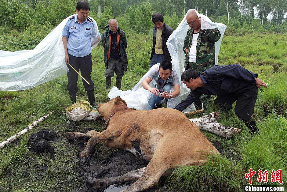 Photo shows a cow killed by a wild Siberian tiger. Sun Haiyi, vice director of institute of wild animals in Heilongjiang province, said the same wild Siberian tiger had continually attacked domestic animals in the past two weeks. Judging from the tiger's habit, continual attack on domestic animals is more like a hunting exercise.(CNS Photo) 