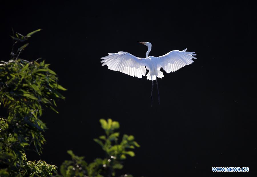Photo taken on July 9, 2013 shows an egret in the forest at Jin'e Village of Hengdong County in Hengyang City, central China's Hunan Province. (Xinhua/Liu Aicheng)