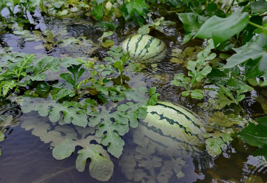 Photo taken on July 11, 2013 shows the flooded watermelon plantation after heavy rains in Yajiazhai Village, Xinhe County, north China's Hebei Province. Torrential rainfalls have hit the province since the beginning of July, destroying over 200,000 mu (13,333 hectares) of crops. (Xinhua/Yang Shiyao)