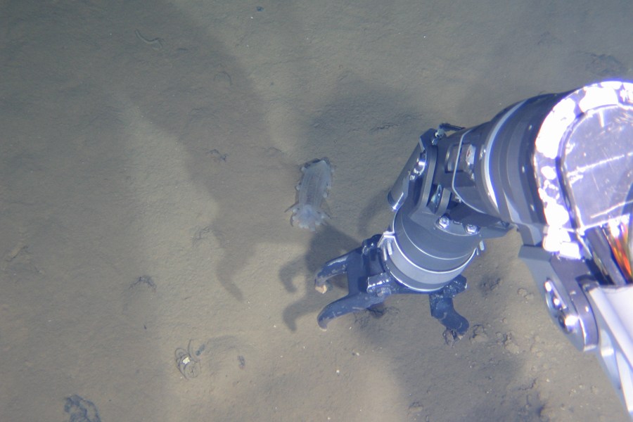 The Jiaolong has completed its third experimental dive and returns safely to its mother ship on June 22. It reached maximum depth of 6,963 meters, and collected three water samples, and three sediments samples. It also took photos of seafloor creatures. (Xinhua News Agency/Zhang Xudong)