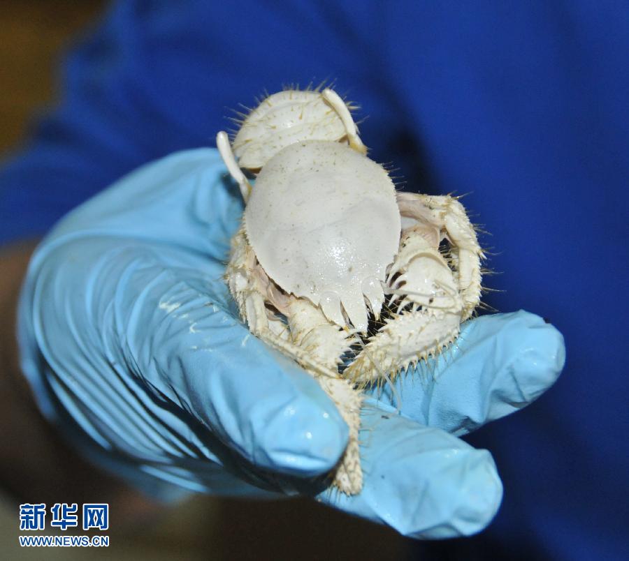 Photo taken on July 9, 2013 shows a porcelain crab collected by China's manned submersible Jiaolong in a cold seep area in the South China Sea. The manned submersible Jiaolong dived in a cold seep area in the South China Sea, and collected a lot of seafloor samples including deep-water shrimps, corals, crabs and carbonate rock. A cold seep (sometimes called a cold vent) is an area of the ocean floor where hydrogen sulfide, methaneand other hydrocarbon-rich fluid seepage occurs. The temperature of cold seep fluid and the bottom of the sea are similar, so we call it "cold seep". Researches on cold seep are popular in the scientific community in recent decades. (Xinhua News Agency/Zhang Xudong)
