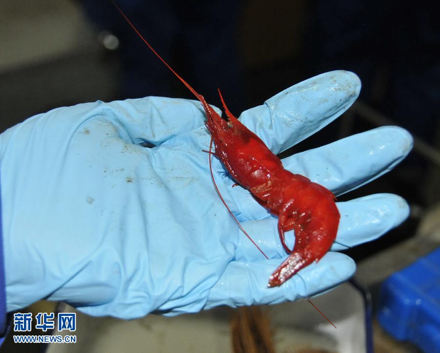 Photo taken on July 9, 2013 shows a deep-water shrimp collected by China's manned submersible Jiaolong in a cold seep area in the South China Sea. The manned submersible Jiaolong dived in a cold seep area in the South China Sea, and collected a lot of seafloor samples including deep-water shrimps, corals, crabs and carbonate rock. A cold seep (sometimes called a cold vent) is an area of the ocean floor where hydrogen sulfide, methaneand other hydrocarbon-rich fluid seepage occurs. The temperature of cold seep fluid and the bottom of the sea are similar, so we call it "cold seep". Researches on cold seep are popular in the scientific community in recent decades. (Xinhua News Agency/Zhang Xudong)