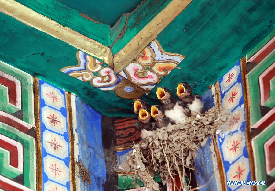A nest of swallows are seen in a structure in the Beihai Park of Beijing, capital of China, July 11, 2013. (Xinhua/Wang Xibao)
