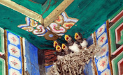 Swallow nest seen in Beihai Park