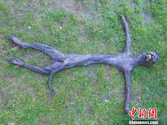 The "alien" creature discovered in South Africa recently is actually a baboon, a local veterinarian confirmed this week. (Photo: news.cn/ Chinanews.com)