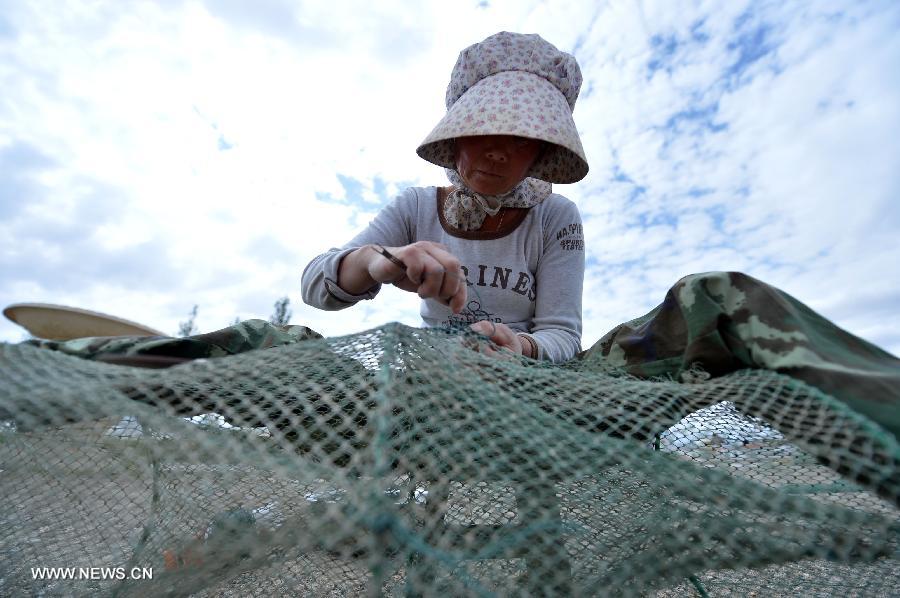 A woman fixes a fishing net in the Mongolian-Tibetan Autonomous Prefecture of Haixi, northwest China's Qinghai Province, July 13, 2013. The annual output of aquaculture of the Keluke Lake has reached 200 tons so far, with the production value exceeding 4 million yuan (651,600 U.S. dollars). (Xinhua/Wang Bo)