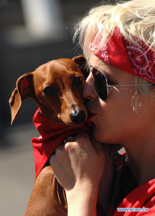 Bri Vogelaar holds up Frankie prior to the start of annual Wiener Dog Racing at Hastings Race Course in Vancouver, Canada, July 13, 2013. More than 60 dachshunds attended the racing event held from July 13 to July 14. (Xinhua/Sergei Bachlakov) 