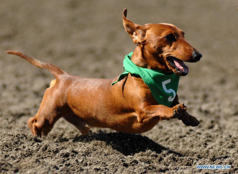 Frankie Ho runs to the finish line during the annual Wiener Dog Racing at Hastings Race Course in Vancouver, Canada, July 13, 2013. More than 60 dachshunds attended the racing event held from July 13 to July 14. (Xinhua/Sergei Bachlakov) 