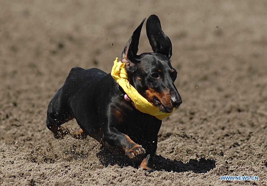 Doobie runs to the finish line during the annual Wiener Dog Racing at Hastings Race Course in Vancouver, Canada, July 13, 2013. More than 60 dachshunds attended the racing event held from July 13 to July 14. (Xinhua/Sergei Bachlakov) 