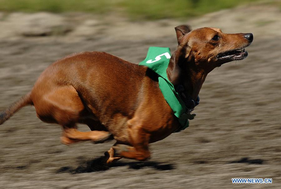 Roger runs to the finish line during the annual Wiener Dog Racing at Hastings Race Course in Vancouver, Canada, July 13, 2013. More than 60 dachshunds attended the racing event held from July 13 to July 14. (Xinhua/Sergei Bachlakov) 