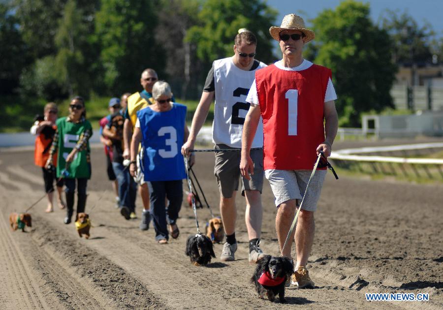 Dachshunds and their owners walk towards the start line of the annual Wiener Dog Racing at Hastings Race Course in Vancouver, Canada, July 13, 2013. More than 60 dachshunds attended the racing event held from July 13 to July 14. (Xinhua/Sergei Bachlakov) 