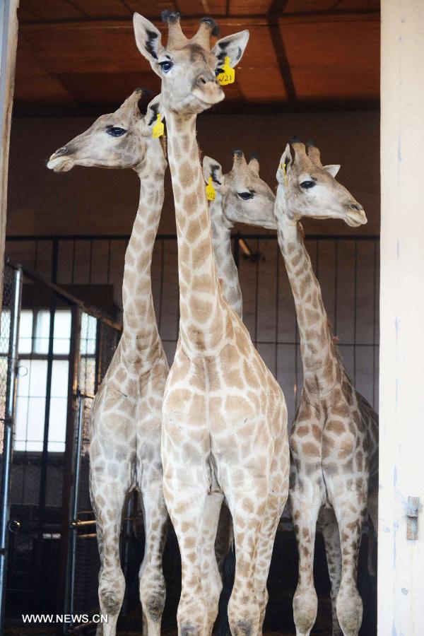 Young giraffes are seen at their pen at the Qingdao Forest Wildlife World in Qingdao, east China's Shandong Province, July 14, 2013. Nine young giraffes settled in the zoo Sunday after their long journey from South Africa. These new tall residents will debut to visitors after a 45-day quarantine. (Xinhua/Yu Fangping) 