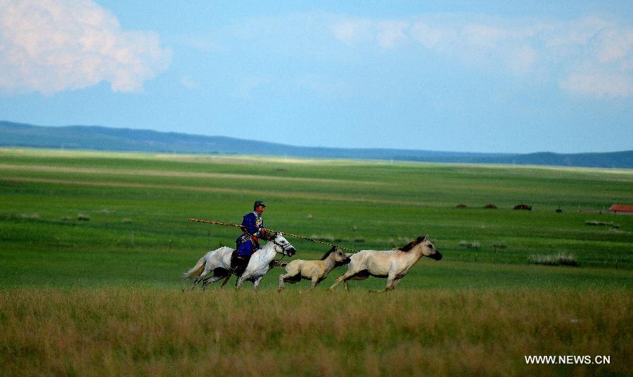 A herdsman lassoes a horse in the West Ujimqin Banner of north China's Inner Mongolia Autonomous Region, July 7, 2013. With the preservation of local residents, the number of white horses of Ujimqin Banner is expected to exceed 10,000 within 5 years. (Xinhua/Ren Junchuan)
