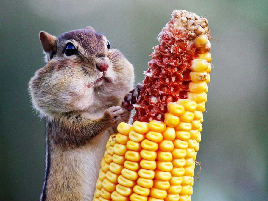 Animals become cute food-lovers  (2)