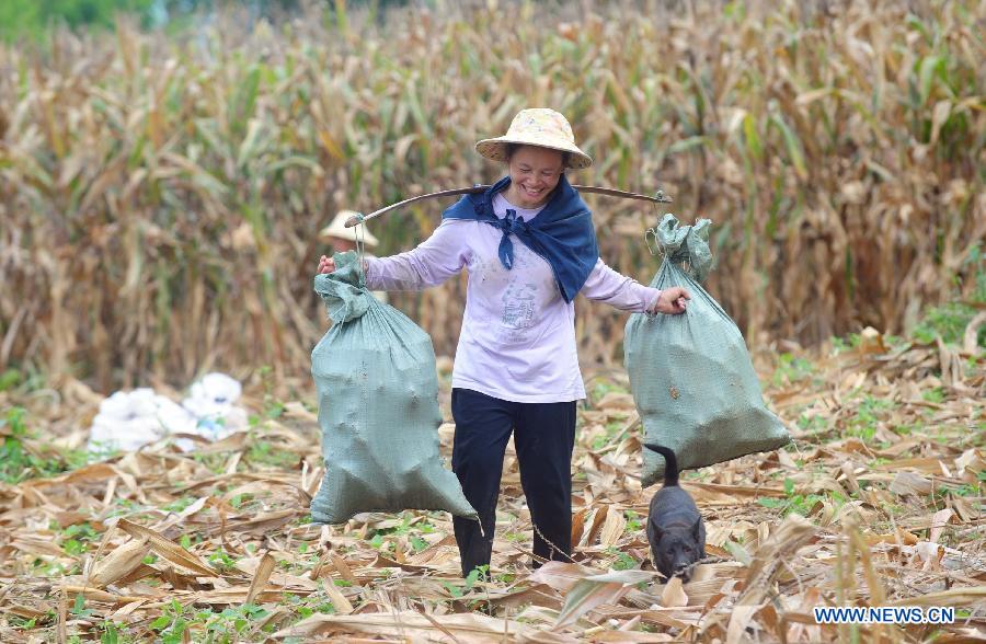 Photo taken on July 15, 2013 shows a villager collecting the corns in Yixu Village of Dahua Yao Autonomous County, south China's Guangxi Zhuang Autonomous Region. Benefiting from good climate, about 1.6 million mu (about 108,000 hectares) of summer grain in Guangxi entered the harvest season recently. (Xinhua/Huang Xiaobang) 