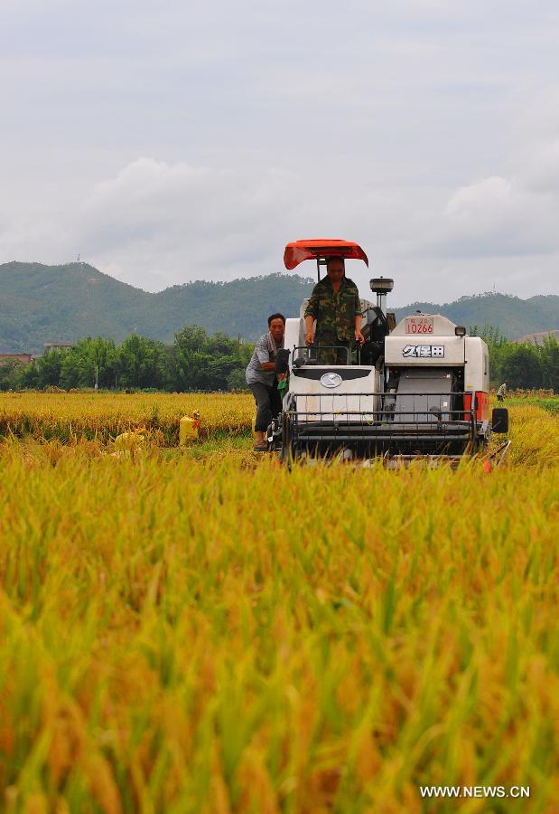 Farmers harvest the rice in Butou Township of Xingguo County, east China's Jiangxi Province, July 16, 2013. According to the local agricultural department, the total output of early rice in Jiangxi will increase 200 million kilograms, reaching 8.6 billion kilograms. (Xinhua/Wen Meiliang) 