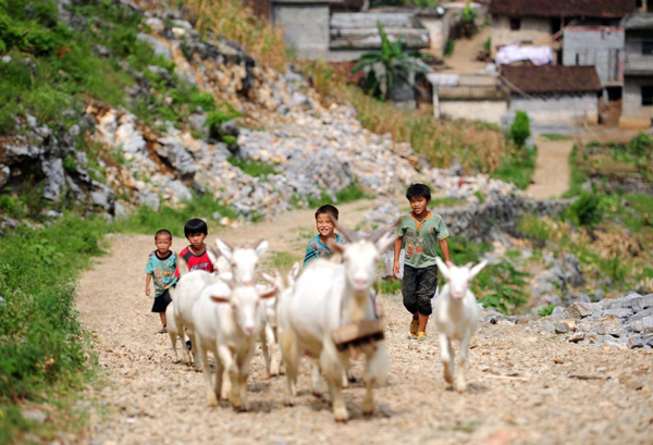 Boys herd goats in the Dahua Yao ethnic county of Guangxi Zhuang autonomous region on July 14, 2013. (Photo/Xinhua)