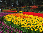 Blooming tulips in Pujiang County