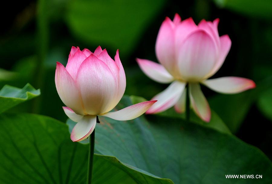 Photo taken on July 18, 2013 shows lotus flowers in Cuihu Park of Kunming, capital of southwest China's Yunnan Province. Blooming lotus flowers here attracted many local residents to the park.(Xinhua/Lin Yiguang)