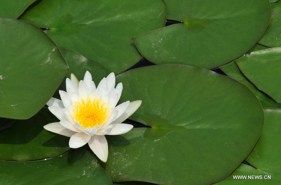 Photo taken on July 20, 2013 shows a blooming water lily at a lotus garden in Baiyangdian Lake in Baoding City, north China's Hebei Province, July 20, 2013. Water lilies start to bloom as midsummer has come.(Xinhua/Zhu Xudong)