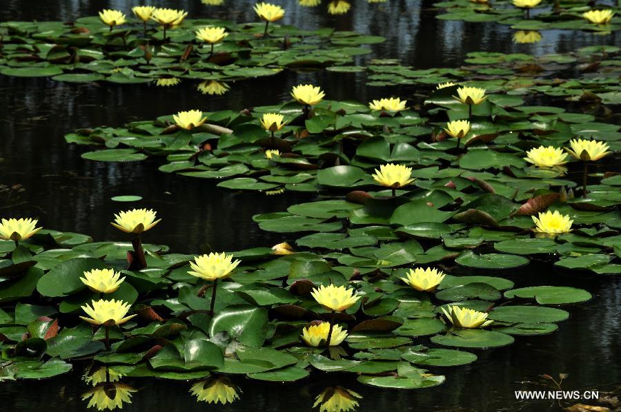 Photo taken on July 20, 2013 shows blooming water lilies at a lotus garden in Baiyangdian Lake in Baoding City, north China's Hebei Province, July 20, 2013. Water lilies start to bloom as midsummer has come.(Xinhua/Zhu Xudong)
