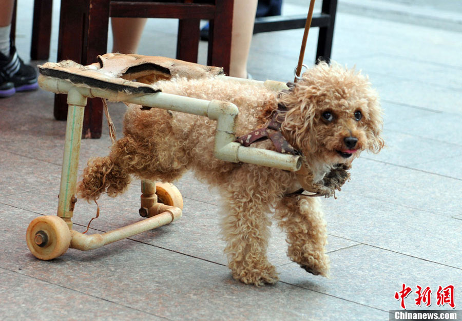 A paralyzed dog named Xiongxiong walks with a dog wheelchair at an activity organized by Nanchang Small Animal Protection Association (NSAPA) in Nanchang, east China's Jiangxi Province, July 21, 2013. (Photo: Chinanews.cn)