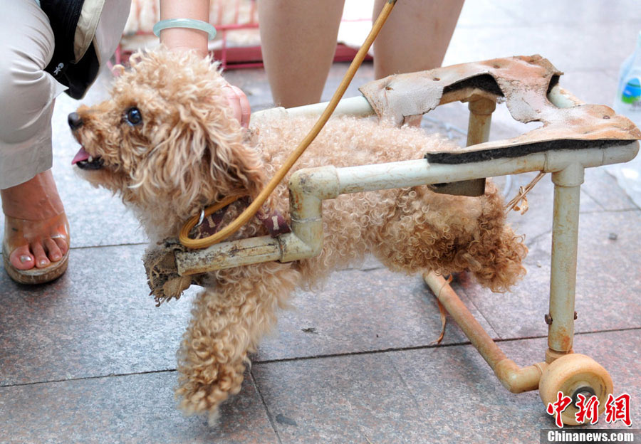 A paralyzed dog named Xiongxiong walks with a dog wheelchair at an activity organized by Nanchang Small Animal Protection Association (NSAPA) in Nanchang, east China's Jiangxi Province, July 21, 2013.  (Photo: Chinanews.cn)