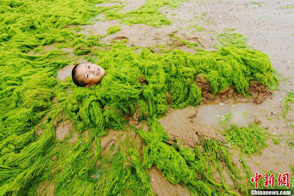A boy "wraps" himself with green algae on the beach in Qingdao, east China's Shandong province, July 18, 2013. (CNS/Xue Hun)