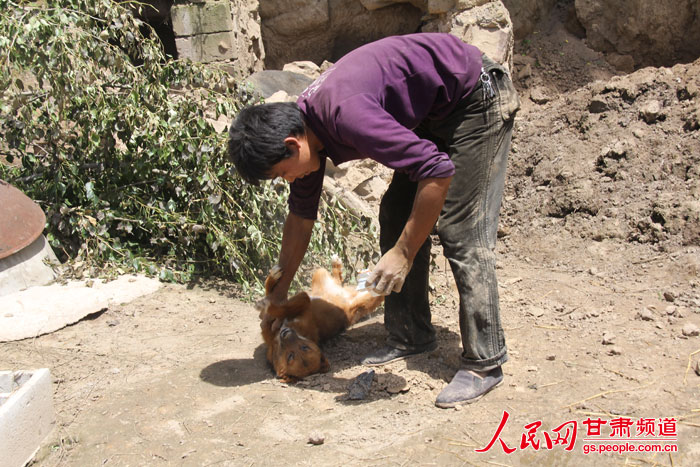 After being buried in debris for more than 30 hours, a dog in a quake-hit village in Gansu province miraculously survived and was rescued by his owner and other helpers on Tuesday.(Photo / gs.people.com.cn)