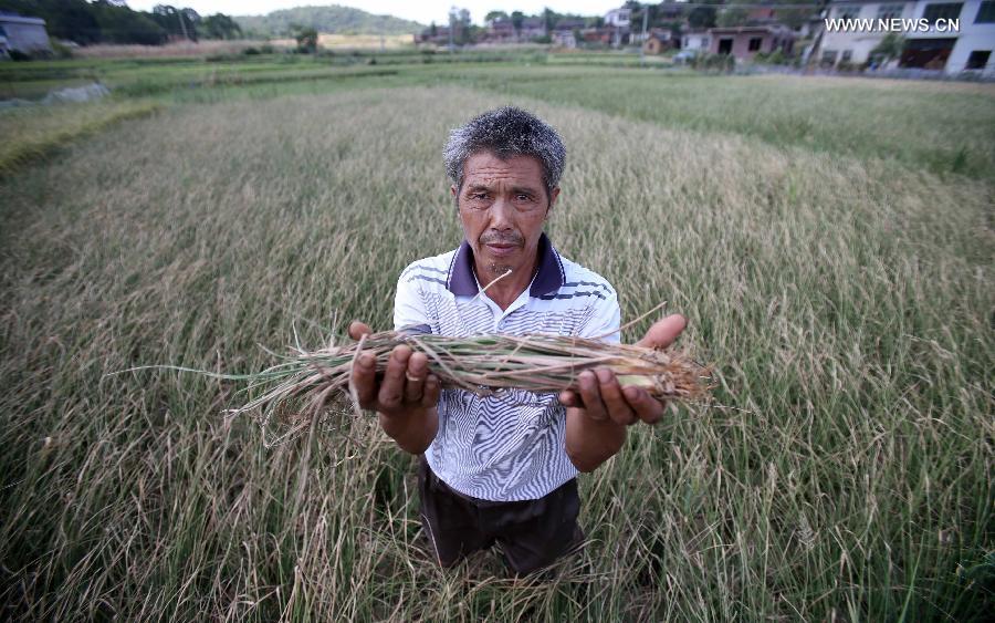 Resident Lyu Youde shows the withered paddy rice at Jingtang Village of Wufengpu Town in Shaoyang County, central China's Hunan Province, July 24, 2013. A drought that has lasted since early July has left 533,000 people short of drinking water in the province. 107 counties of 14 cities and prefectures in the province have been affected by the drought, with about 6027,000 hectares of crops damaged and 311,000 heads of livestock short of water. Also in the province, 186 rivers and 252 reservoirs are dry. (Xinhua/Li Ga) 