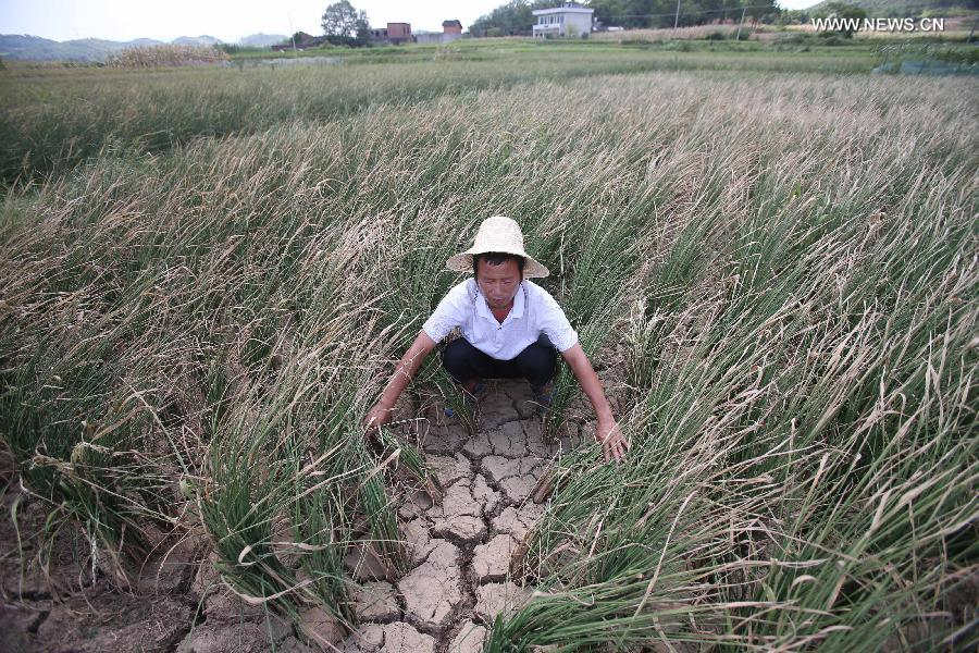 A villager shows the dried-up field in Wufengpu Town of Shaoyang County, central China's Hunan Province, July 24, 2013. A drought that has lasted since early July has left 533,000 people short of drinking water in the province. 107 counties of 14 cities and prefectures in the province have been affected by the drought, with about 6027,000 hectares of crops damaged and 311,000 heads of livestock short of water. Also in the province, 186 rivers and 252 reservoirs are dry. (Xinhua/Li Ga)