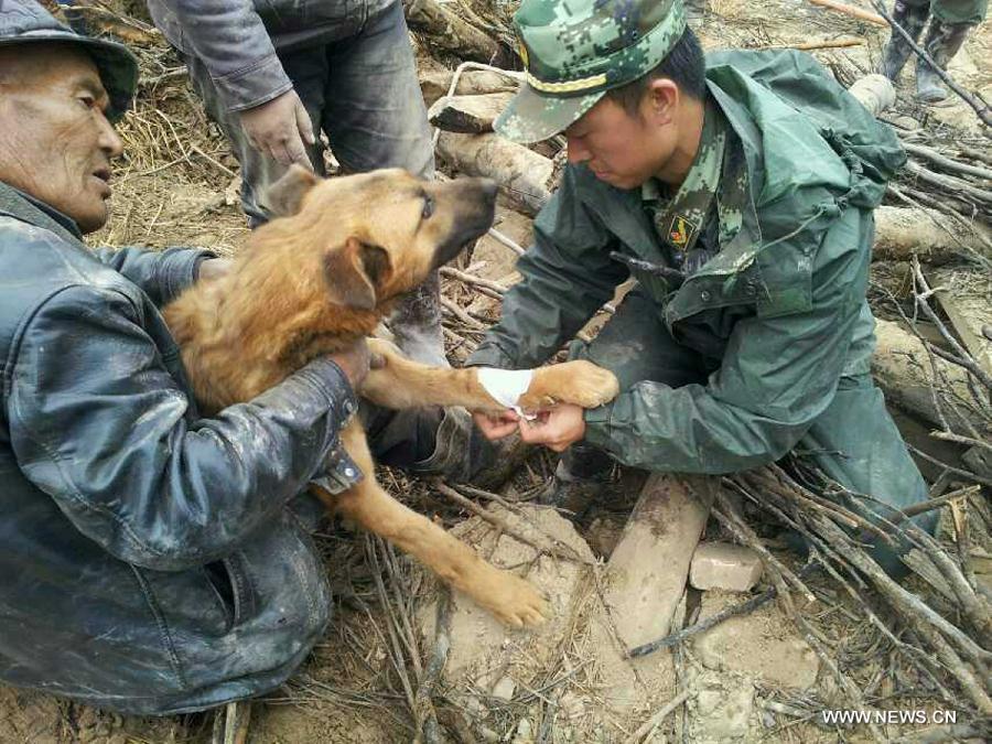 This photo taken by mobile phone shows a rescuer treating an wounded dog trapped in ruins in the quake-hit Lalu Village, Hetuo Township, Dingxi, northwest China's Gansu Province, July 25, 2013. The dog that survived by drinking rainwater was buried in a collapsed house for 77 hours before rescuers found it on Thursday. (Xinhua/Gao Bingnan)