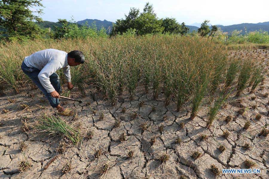A villager cut the grain seedling in a dried-up field at Qishi Village in Loudi City, central China's Hunan Province, July 27, 2013. A drought that has already lasted several weeks is continuing to linger in Hunan, leaving 533,000 people short of drinking water. (Xinhua/Guo Guoquan)