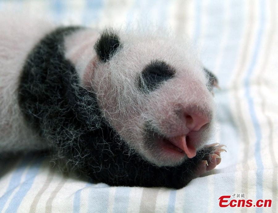 Taipei Zoo released photos of a newly-born panda, Yuan Zai, on July 28, 2013. Photo shows the baby panda's dad, Tuan Tuan(L).(Photo/ Taipei Zoo)