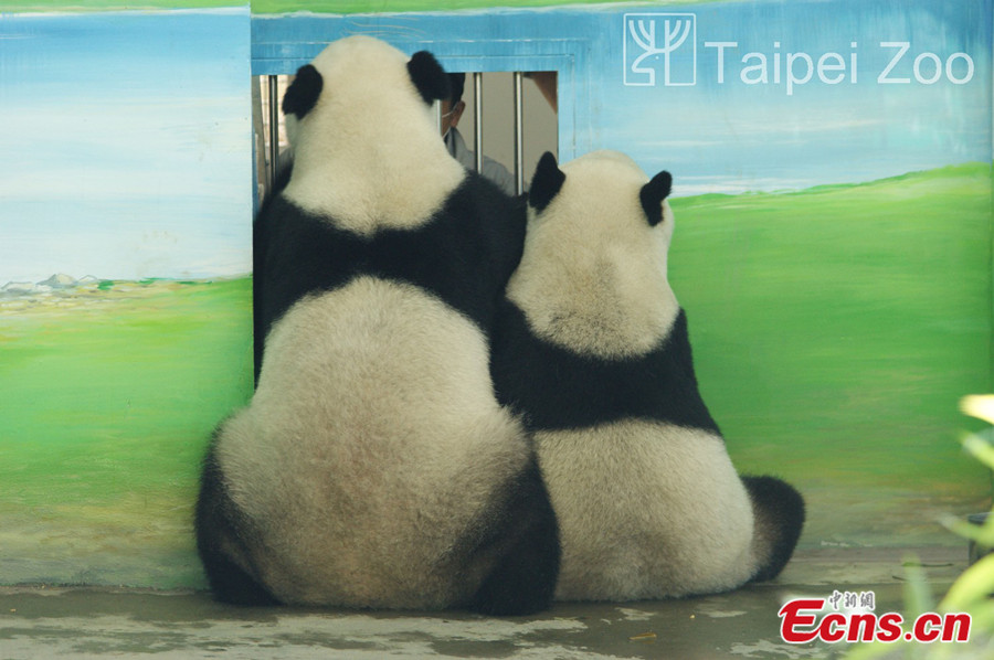 Taipei Zoo released photos of a newly-born panda, Yuan Zai, on July 28, 2013. Photo shows the baby panda's dad, Tuan Tuan(L).(Photo/ Taipei Zoo)
