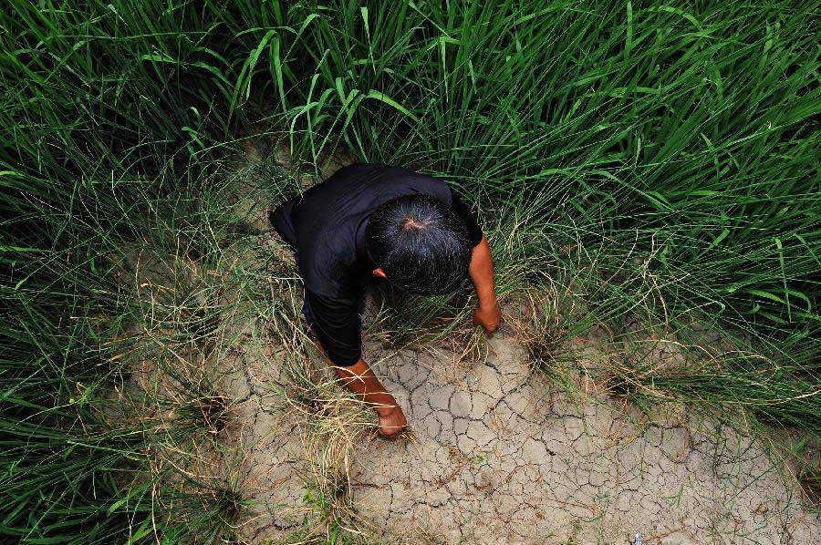 Photo taken on July 23, 2013 shows a villager checking a dried farmland in Shanjiang Town, Fenghuang County of central China's Hunan Province. The Hunan meteorologic center on Monday issued the first orange alert for drought this year.(Xinhua/Long Hongtao) 